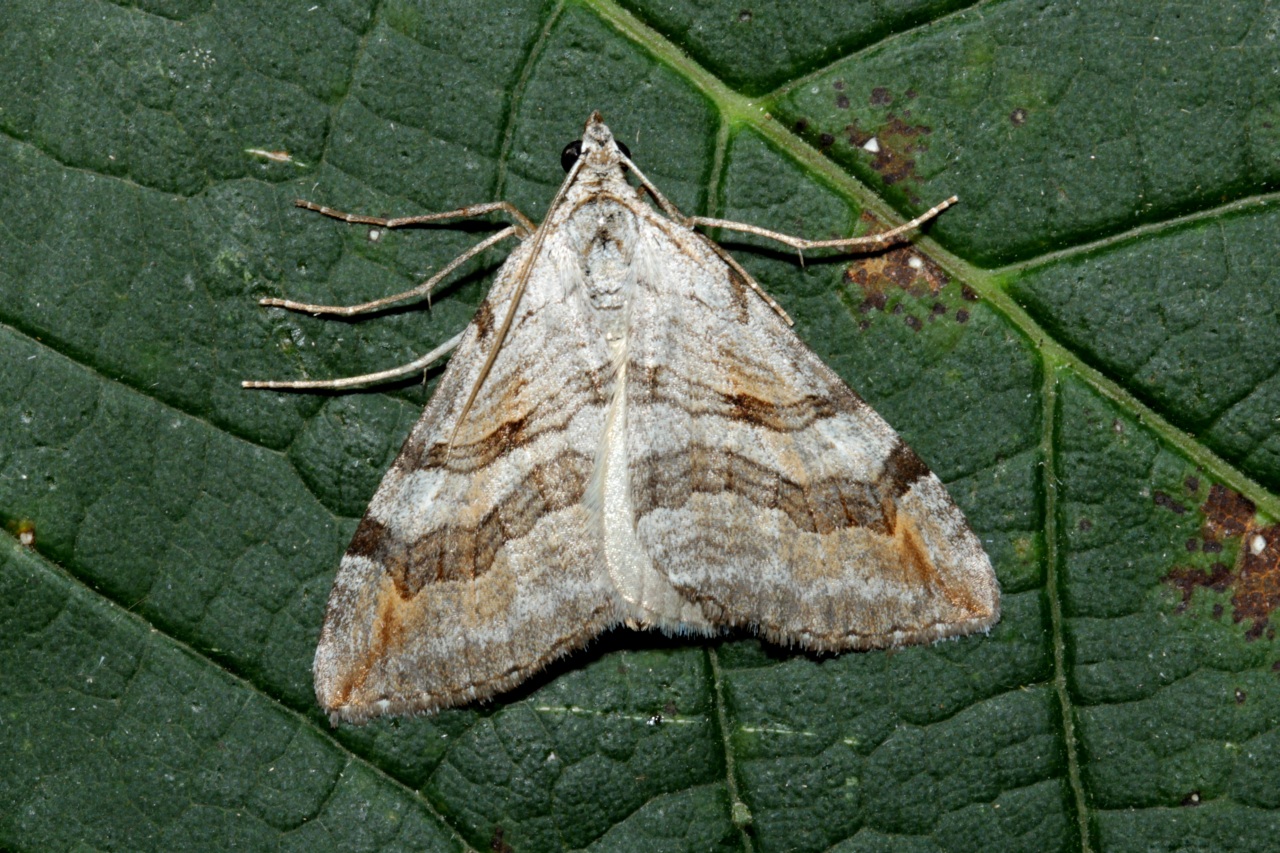 Aplocera efformata (Guenée, 1858) - Petite Rayure