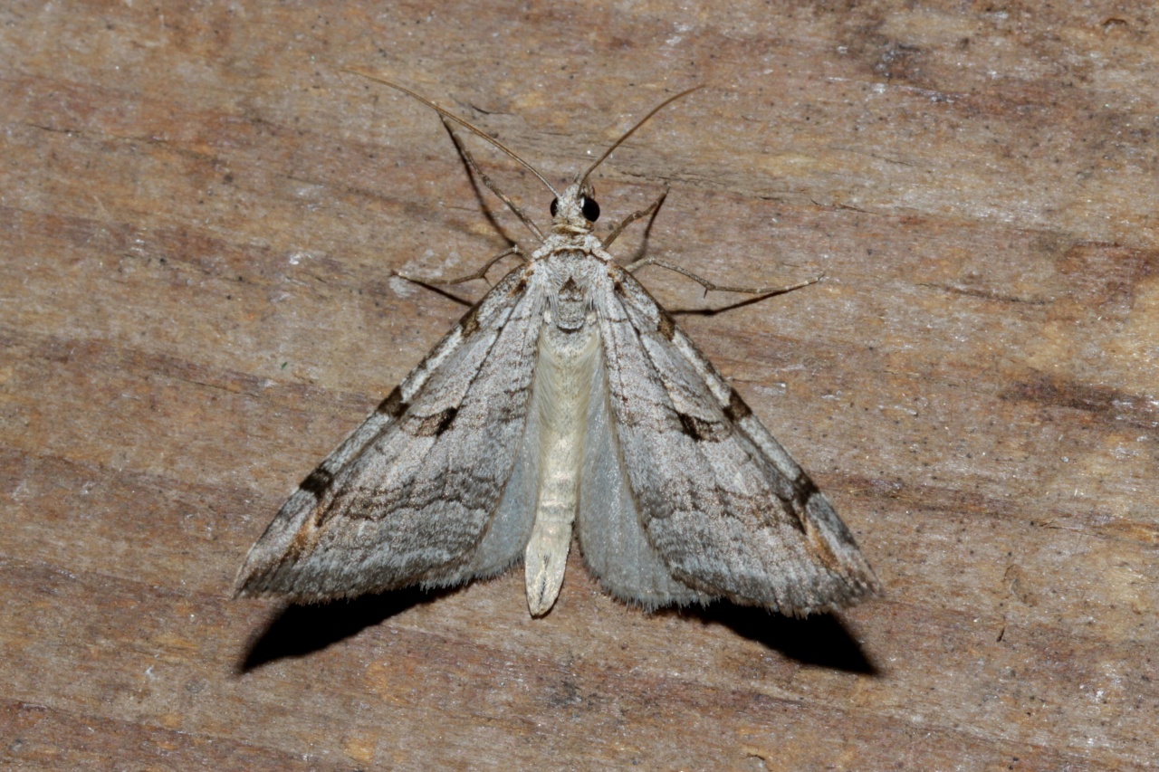 Aplocera plagiata (Linnaeus, 1758) - Triple Raie