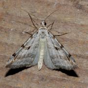 Aplocera plagiata (Linnaeus, 1758) - Triple Raie