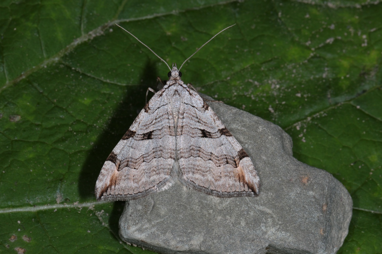 Aplocera plagiata (Linnaeus, 1758) - Triple Raie