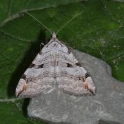 Aplocera plagiata (Linnaeus, 1758) - Triple Raie