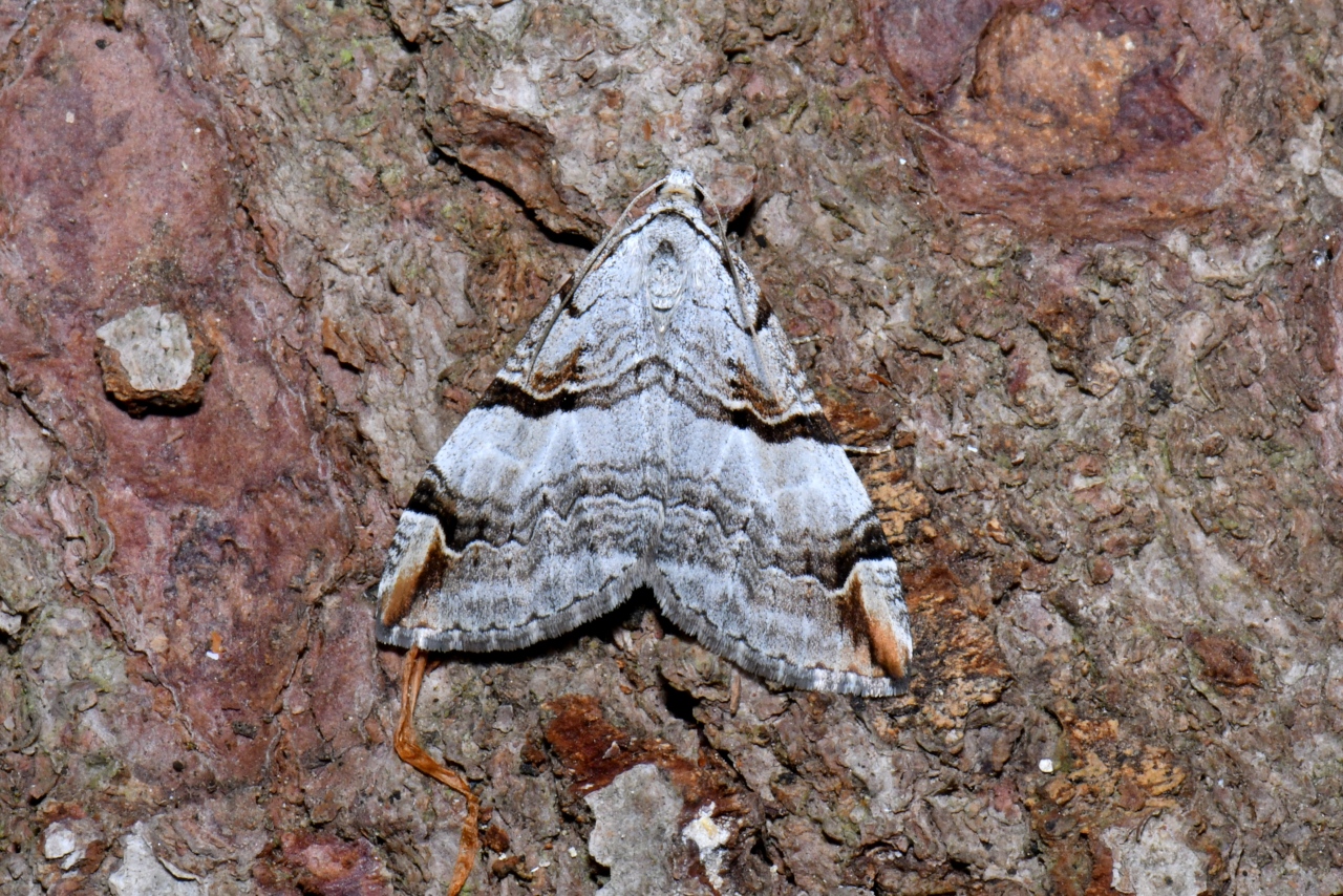Aplocera praeformata (Hübner, 1826) - Rayure montagnarde