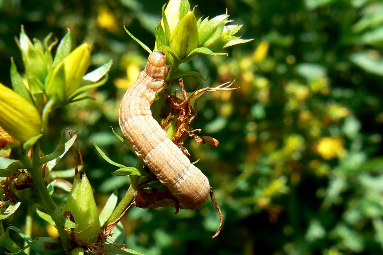 Aplocera praeformata (Hübner, 1826) - Rayure montagnarde (chenille)