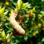 Aplocera praeformata (Hübner, 1826) - Rayure montagnarde (chenille)