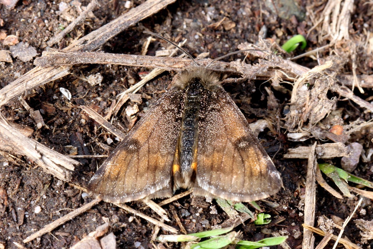 Archiearis parthenias (Linnaeus, 1760) - Intruse