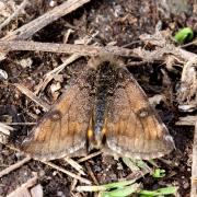 Archiearis parthenias (Linnaeus, 1760) - Intruse