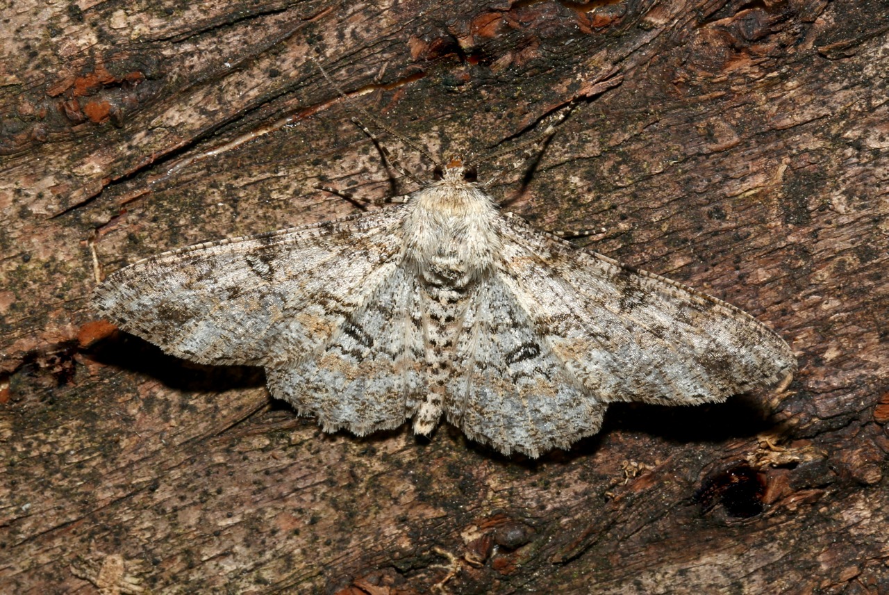 Ascotis selenaria (Denis & Schiffermüller, 1775) - Boarmie lunulée