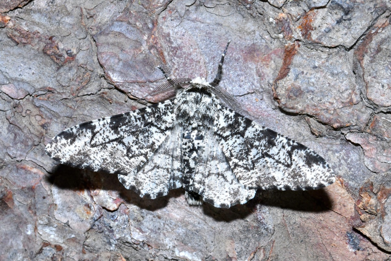 Biston betularia (Linnaeus, 1758) - Phalène du Bouleau, Biston du Bouleau