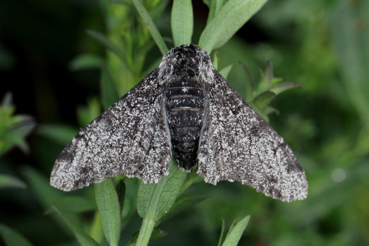 Biston betularia (Linnaeus, 1758) f. carbonaria - Phalène du Bouleau