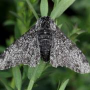 Biston betularia (Linnaeus, 1758) f. carbonaria - Phalène du Bouleau