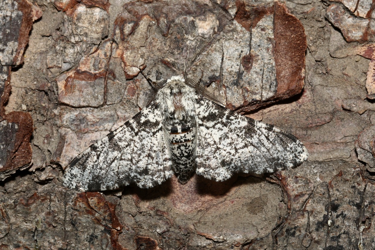  Biston betularia (Linnaeus, 1758) - Phalène du Bouleau, Biston du Bouleau