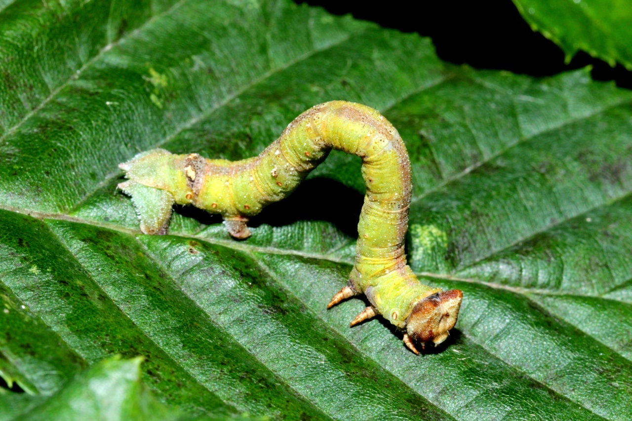 Biston betularia (Linnaeus, 1758) - Phalène du Bouleau, Biston du Bouleau (chenille)