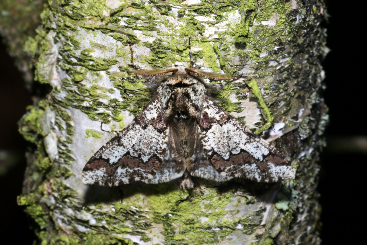 Biston strataria (Hufnagel, 1767) - Biston marbré (mâle)