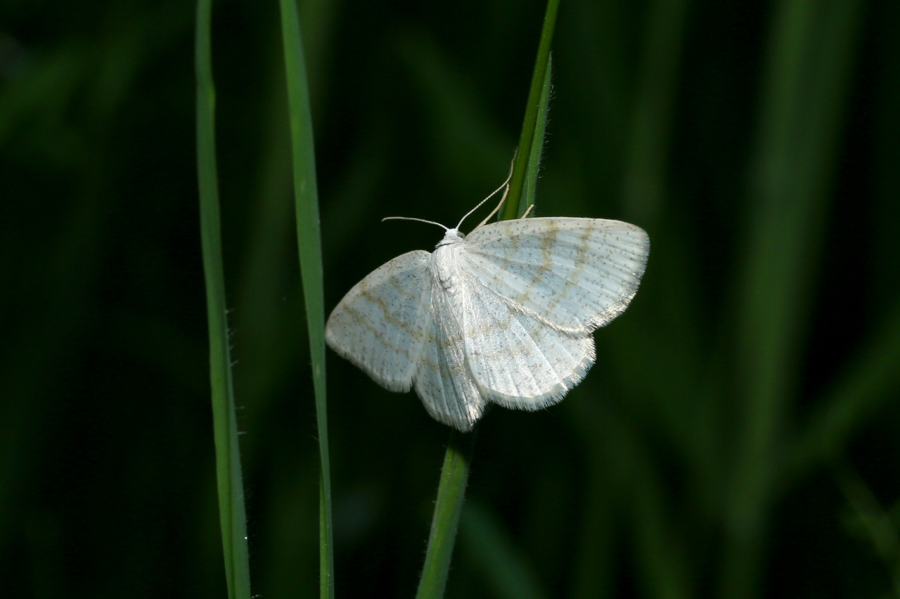 Cabera exanthemata (Scopoli, 1763) - Cabère pustulée