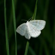 Cabera exanthemata (Scopoli, 1763) - Cabère pustulée