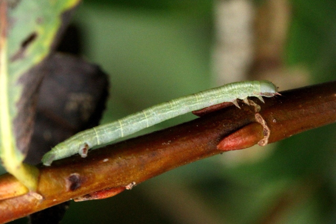 Cabera exanthemata (Scopoli, 1763) - Cabère pustulée (chenille)