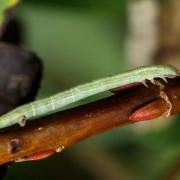 Cabera exanthemata (Scopoli, 1763) - Cabère pustulée (chenille)