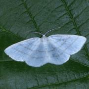 Cabera pusaria (Linnaeus, 1758) - Cabère virginale, Délicate