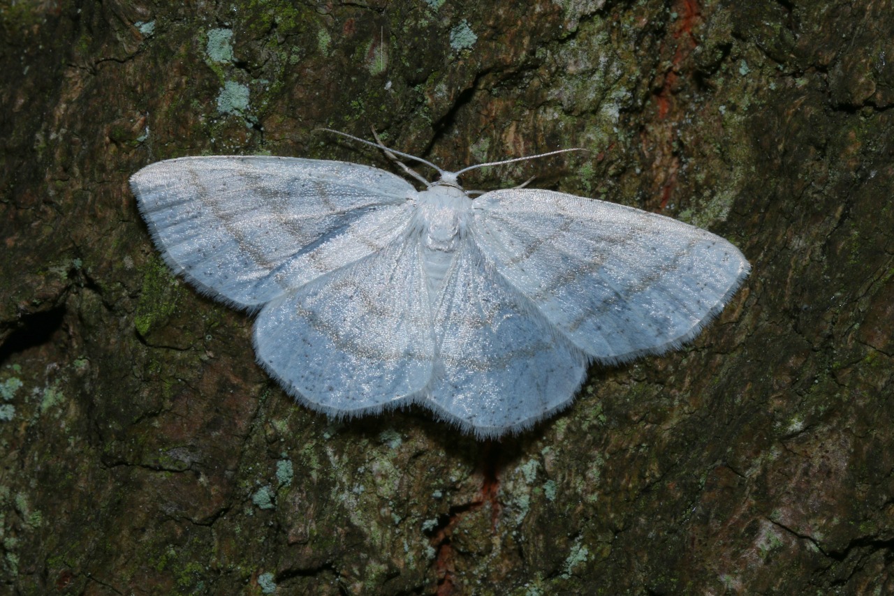 Cabera pusaria (Linnaeus, 1758) - Cabère virginale, Délicate