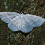 Cabera pusaria (Linnaeus, 1758) - Cabère virginale, Délicate