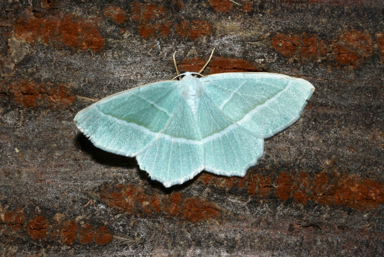 Campaea margaritaria (Linnaeus, 1760) - Céladon