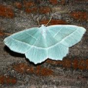 Campaea margaritaria (Linnaeus, 1760) - Céladon