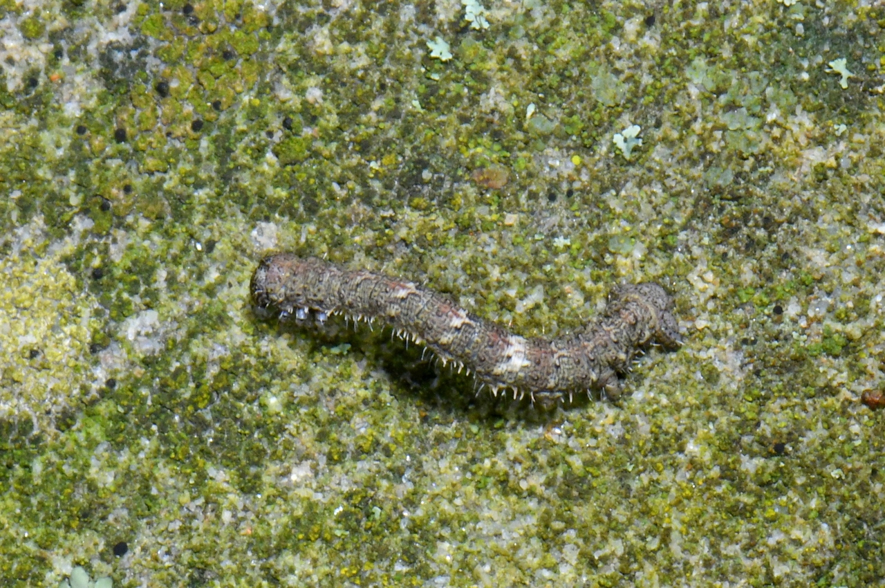 Campaea margaritaria (Linnaeus, 1760) - Céladon (chenille)