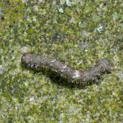 Campaea margaritaria (Linnaeus, 1760) - Céladon (chenille)