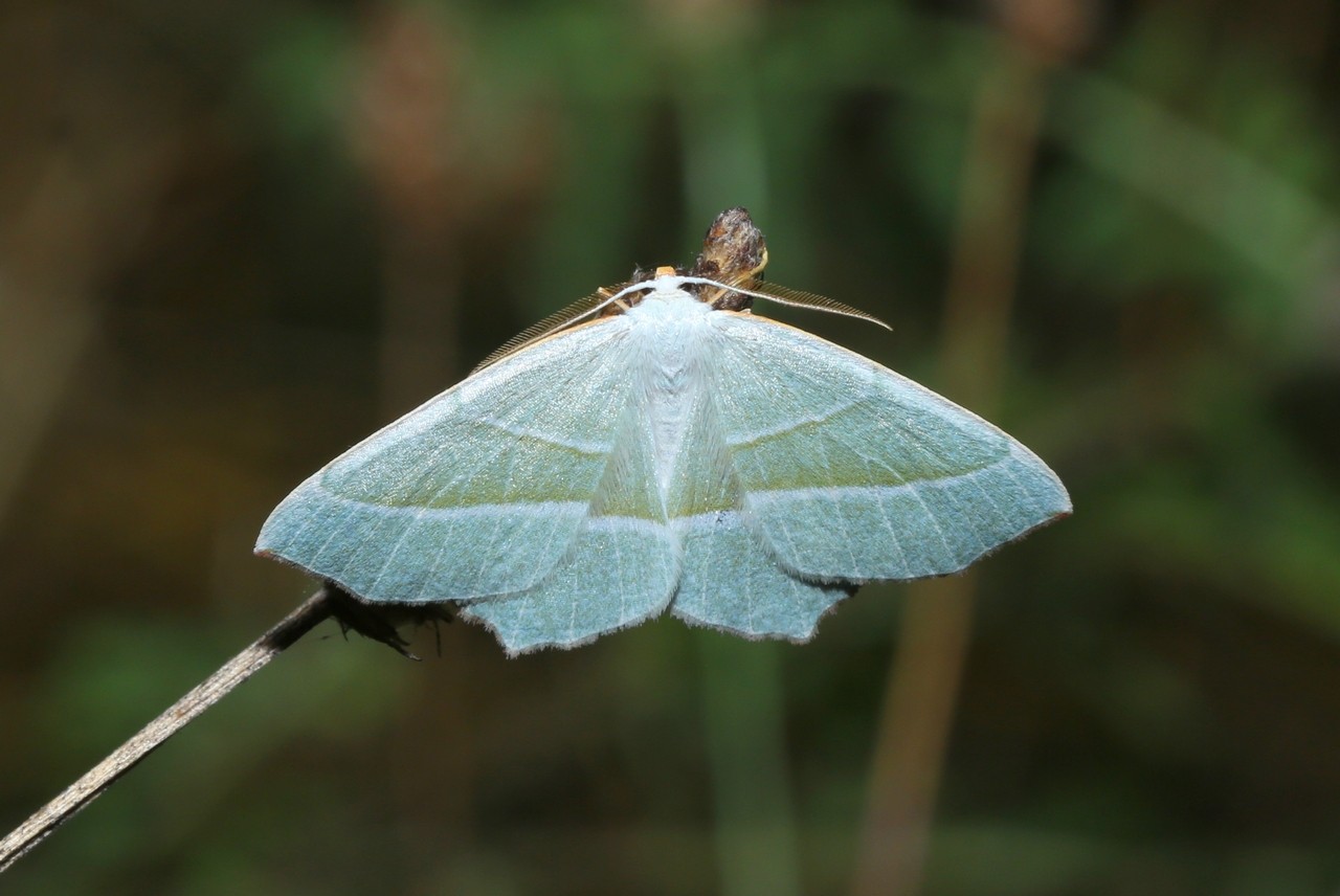 Campaea margaritaria (Linnaeus, 1760) - Céladon (mâle)