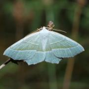 Campaea margaritaria (Linnaeus, 1760) - Céladon (mâle)