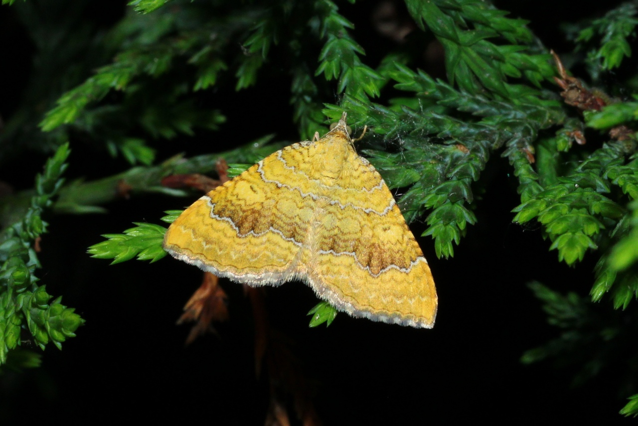 Camptogramma bilineata (Linnaeus, 1758) - Brocatelle d'Or