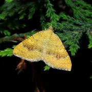 Camptogramma bilineata (Linnaeus, 1758) - Brocatelle d'Or