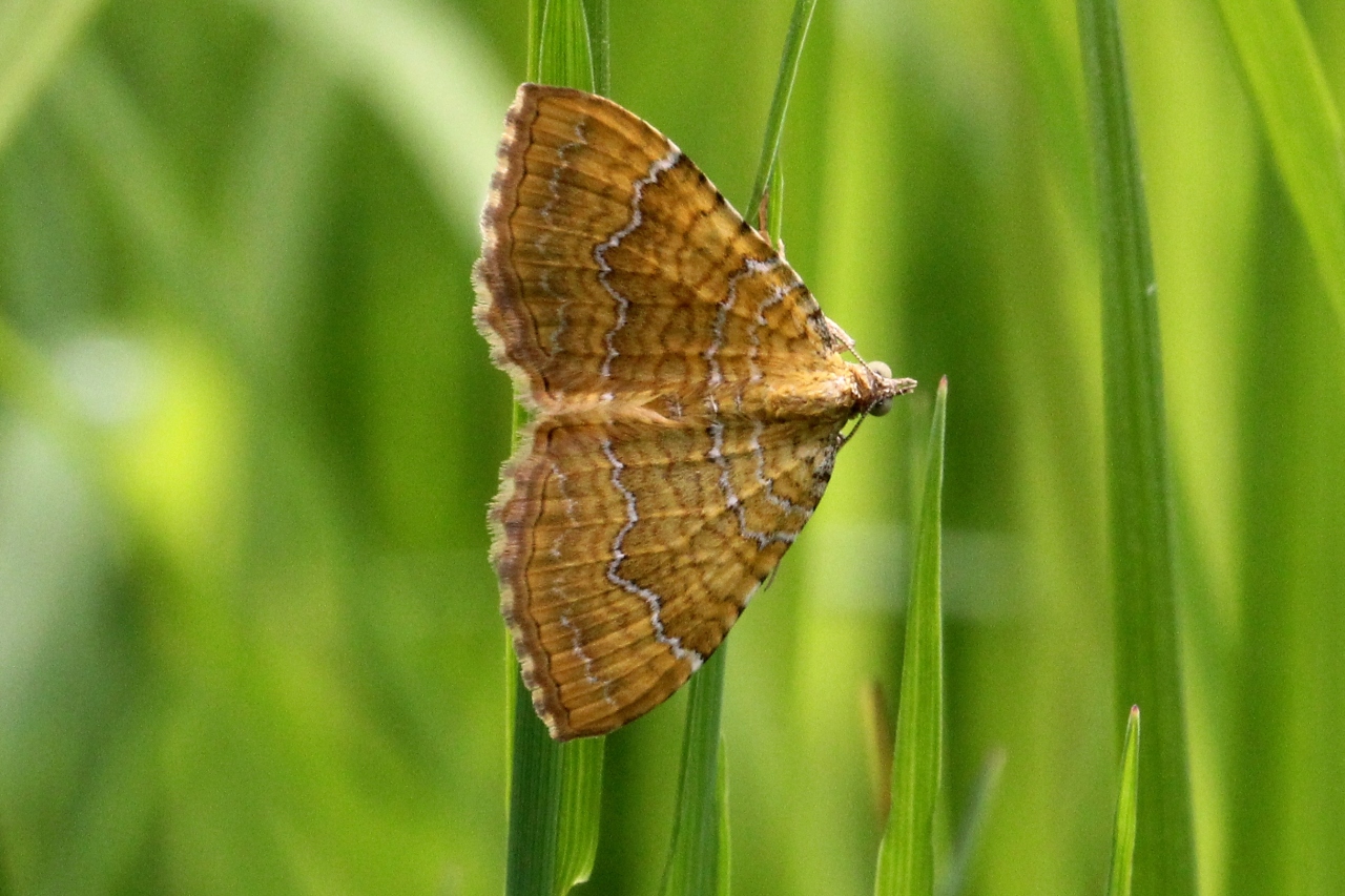 Camptogramma bilineata (Linnaeus, 1758) - Brocatelle d'Or