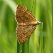 Camptogramma bilineata (Linnaeus, 1758) - Brocatelle d'Or