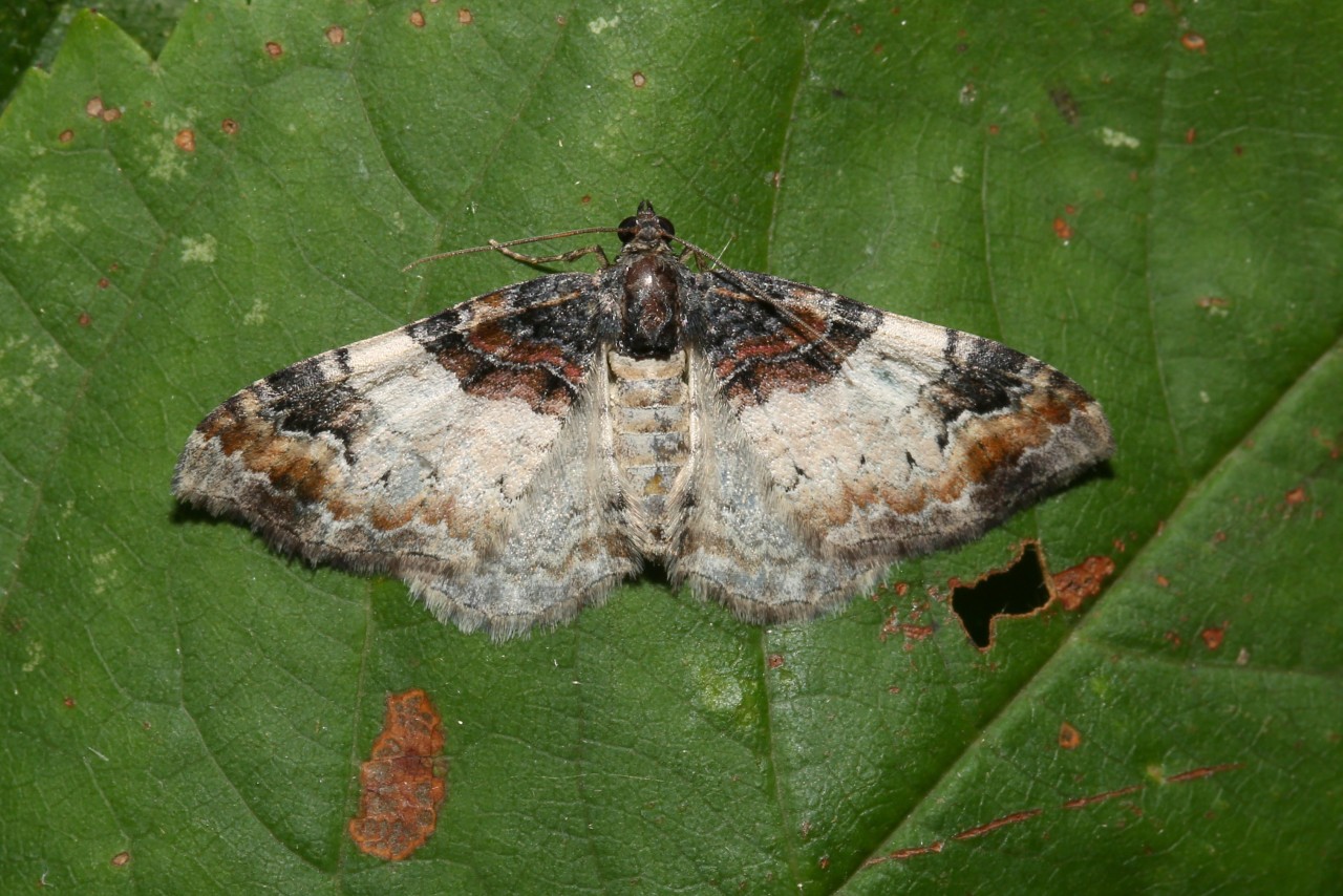 Catarhoe cuculata (Hufnagel, 1767) - Eubolie sinuée