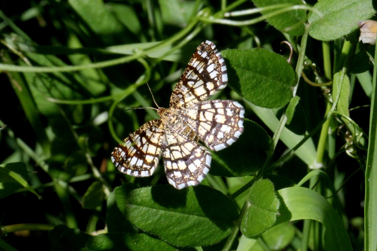 Chiasmia clathrata (Linnaeus, 1758) - Réseau, Géomètre à barreaux