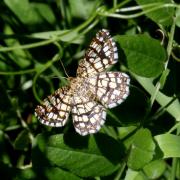 Chiasmia clathrata (Linnaeus, 1758) - Réseau, Géomètre à barreaux