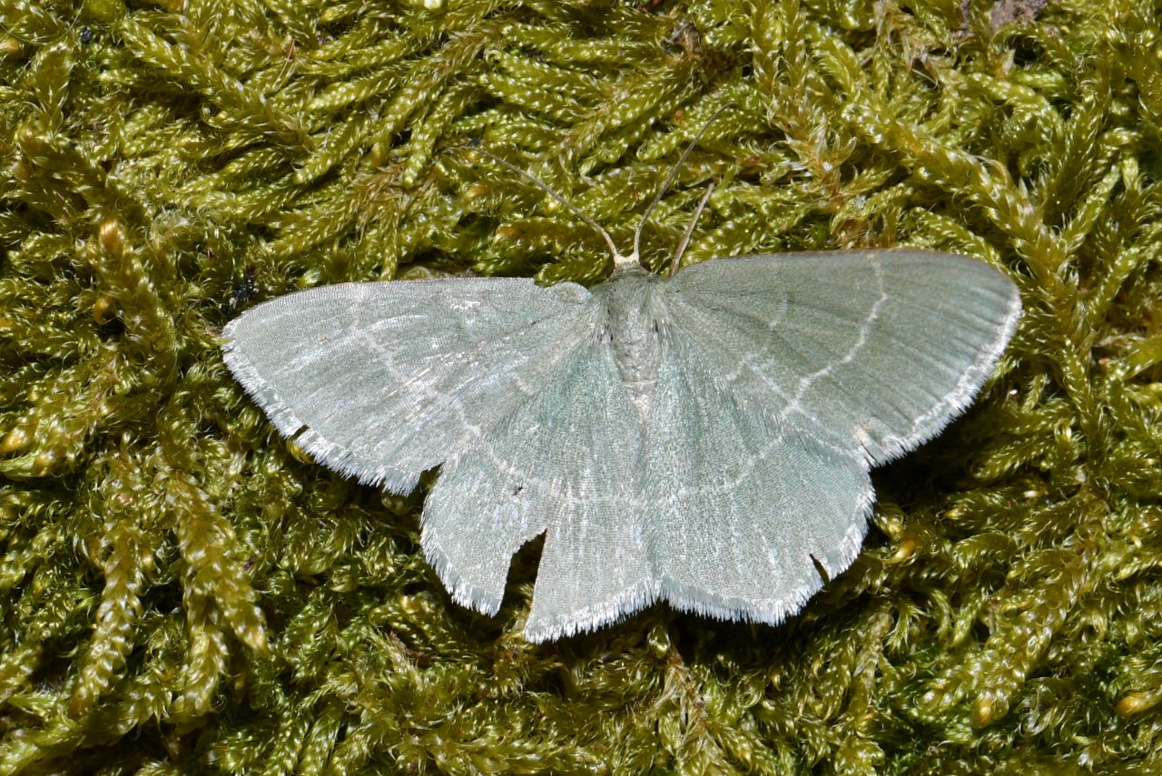 Chlorissa cloraria (Hübner, 1813) - Chlorée