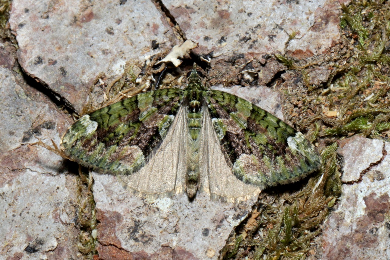 Chloroclysta siterata (Hufnagel, 1767) - Cidarie à bandes vertes