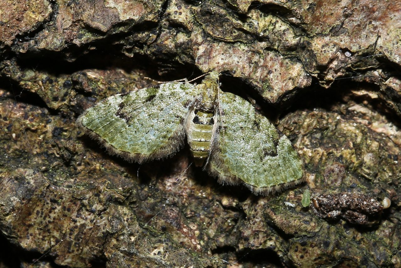 Chloroclystis v-ata (Haworth, 1809) - Eupithécie couronnée