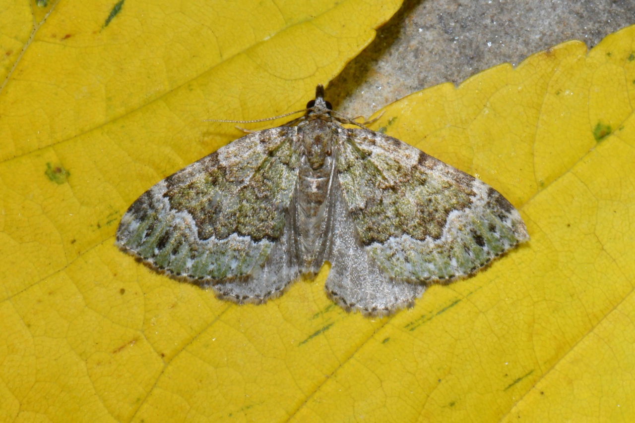 Colostygia olivata (Denis & Schiffermüller, 1775) - Cidarie olive