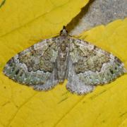 Colostygia olivata (Denis & Schiffermüller, 1775) - Cidarie olive