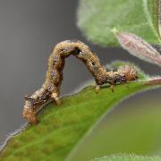 Colotois pennaria (Linnaeus, 1760) - Himère-plume, Phalène emplumée (chenille)