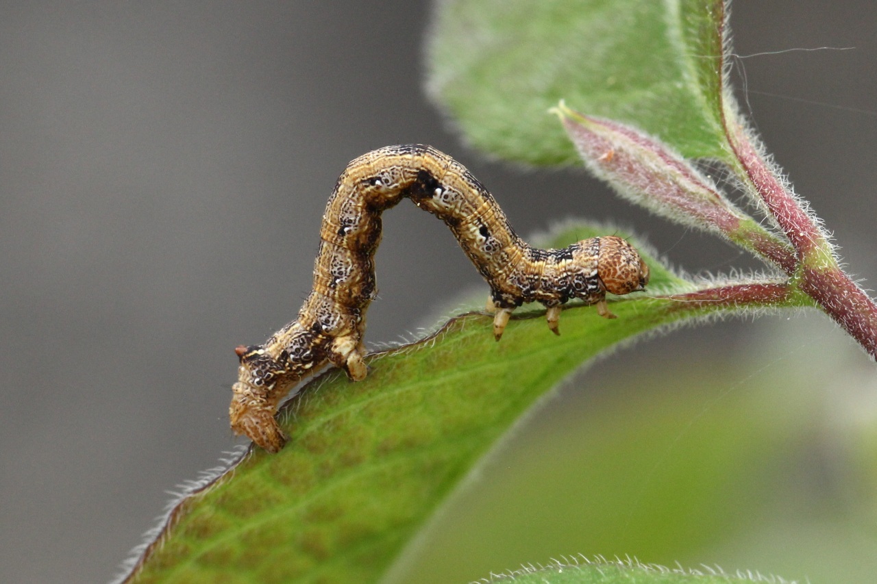 Colotois pennaria (Linnaeus, 1760) - Himère-plume, Phalène emplumée (chenille)