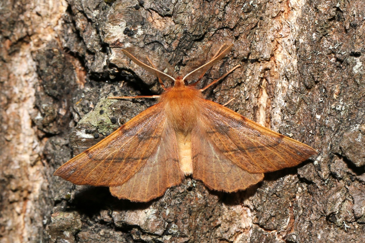 Colotois pennaria (Linnaeus, 1760) - Himère-plume, Phalène emplumée (mâle)