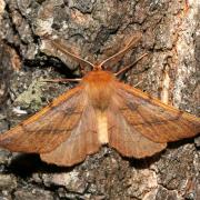 Colotois pennaria (Linnaeus, 1760) - Himère-plume, Phalène emplumée (mâle)