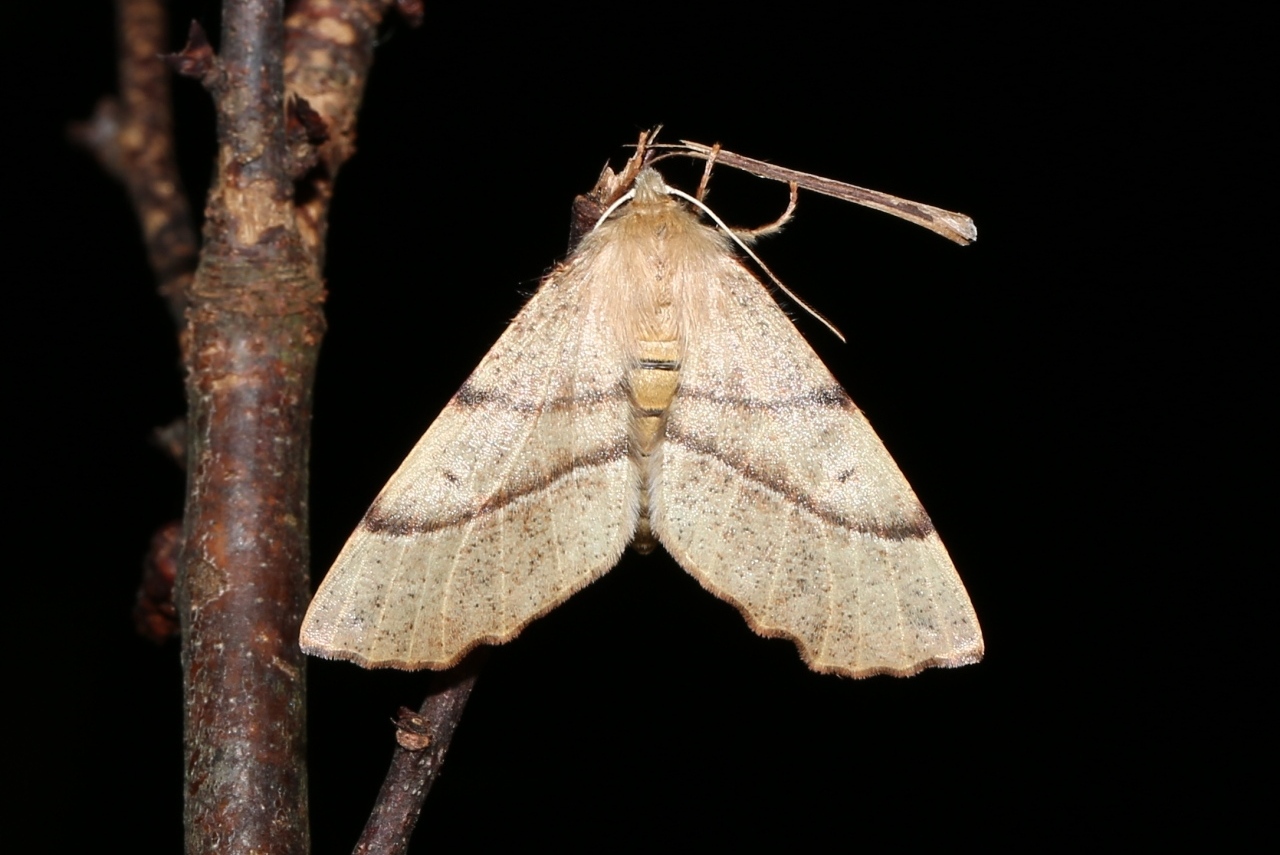 Colotois pennaria (Linnaeus, 1760) - Himère-plume, Phalène emplumée (femelle)