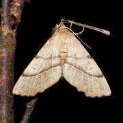 Colotois pennaria (Linnaeus, 1760) - Himère-plume, Phalène emplumée (femelle)