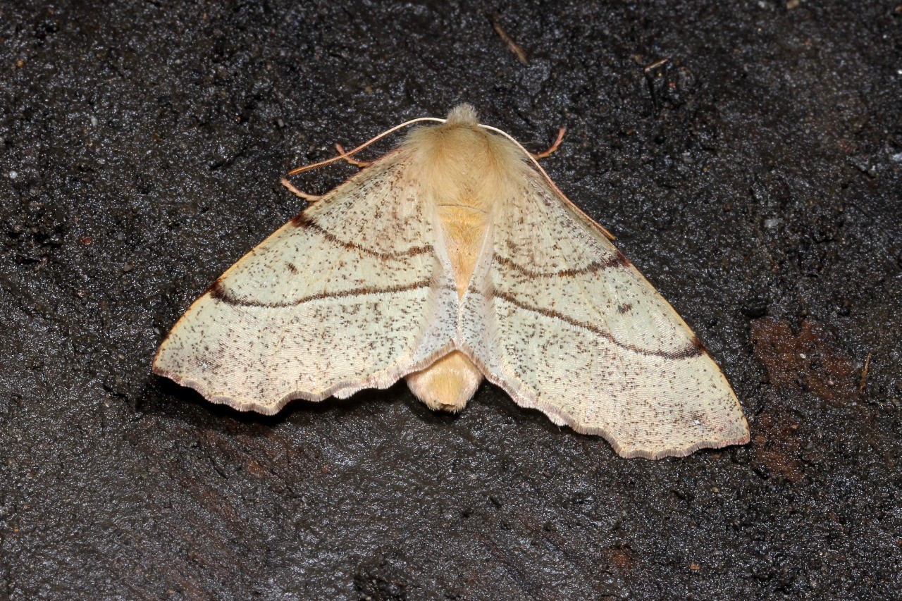 Colotois pennaria (Linnaeus, 1760) - Himère-plume, Phalène emplumée (femelle)