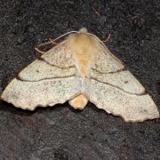 Colotois pennaria (Linnaeus, 1760) - Himère-plume, Phalène emplumée (femelle)